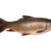 Rohu Fish - 1 Kg