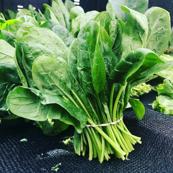 Spinach (Palak) - 1 Bundle